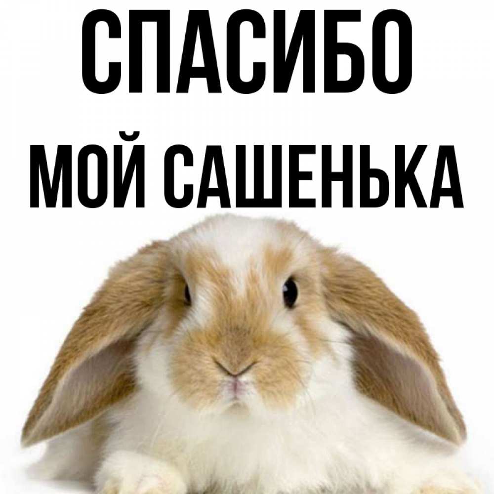 Картинки спасибо сашенька