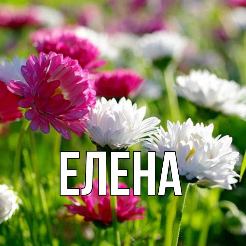 Открытка на каждый день с именем, Елена Главная международный женский день 1 Прикольная открытка с пожеланием онлайн скачать бесплатно 