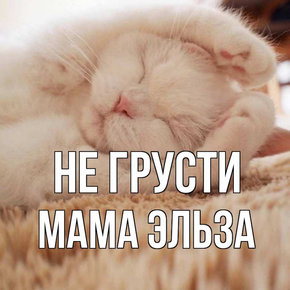 Открытка на каждый день с именем, Мама-Эльза Не грусти белый кот Прикольная открытка с пожеланием онлайн скачать бесплатно 