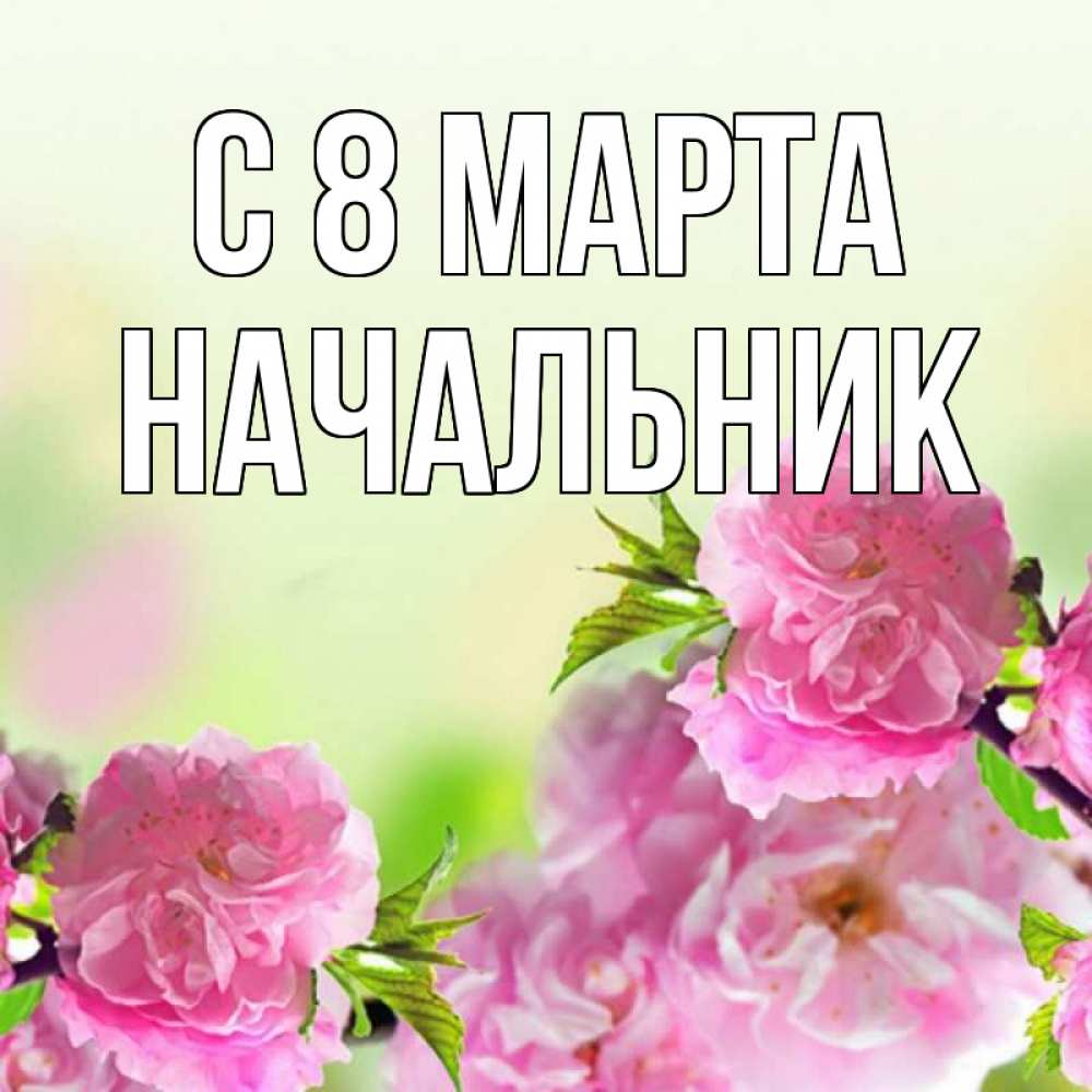 Открытка на каждый день с именем, Начальник С 8 марта цветы Прикольная открытка с пожеланием онлайн скачать бесплатно 
