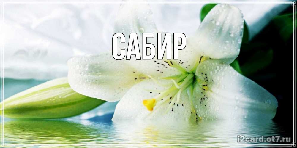Открытка на каждый день с именем, Сабир Главная лилия на открытке ко дню рождения Прикольная открытка с пожеланием онлайн скачать бесплатно 