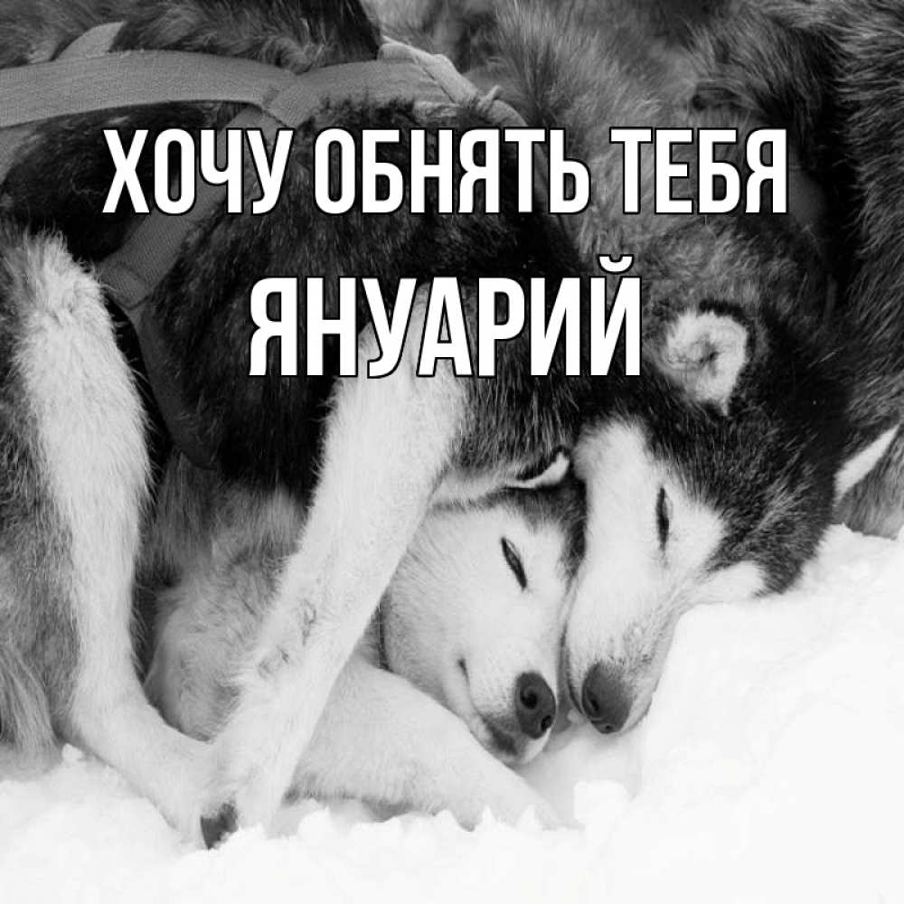 Открытка на каждый день с именем, Януарий Хочу обнять тебя собачки в упряжке Прикольная открытка с пожеланием онлайн скачать бесплатно 