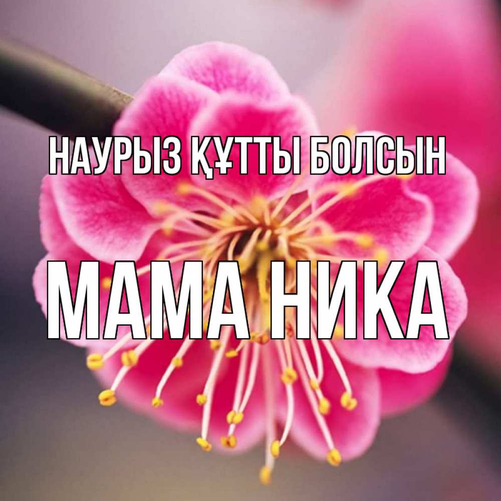Открытка на каждый день с именем, Мама-Ника Наурыз құтты болсын цветы Прикольная открытка с пожеланием онлайн скачать бесплатно 