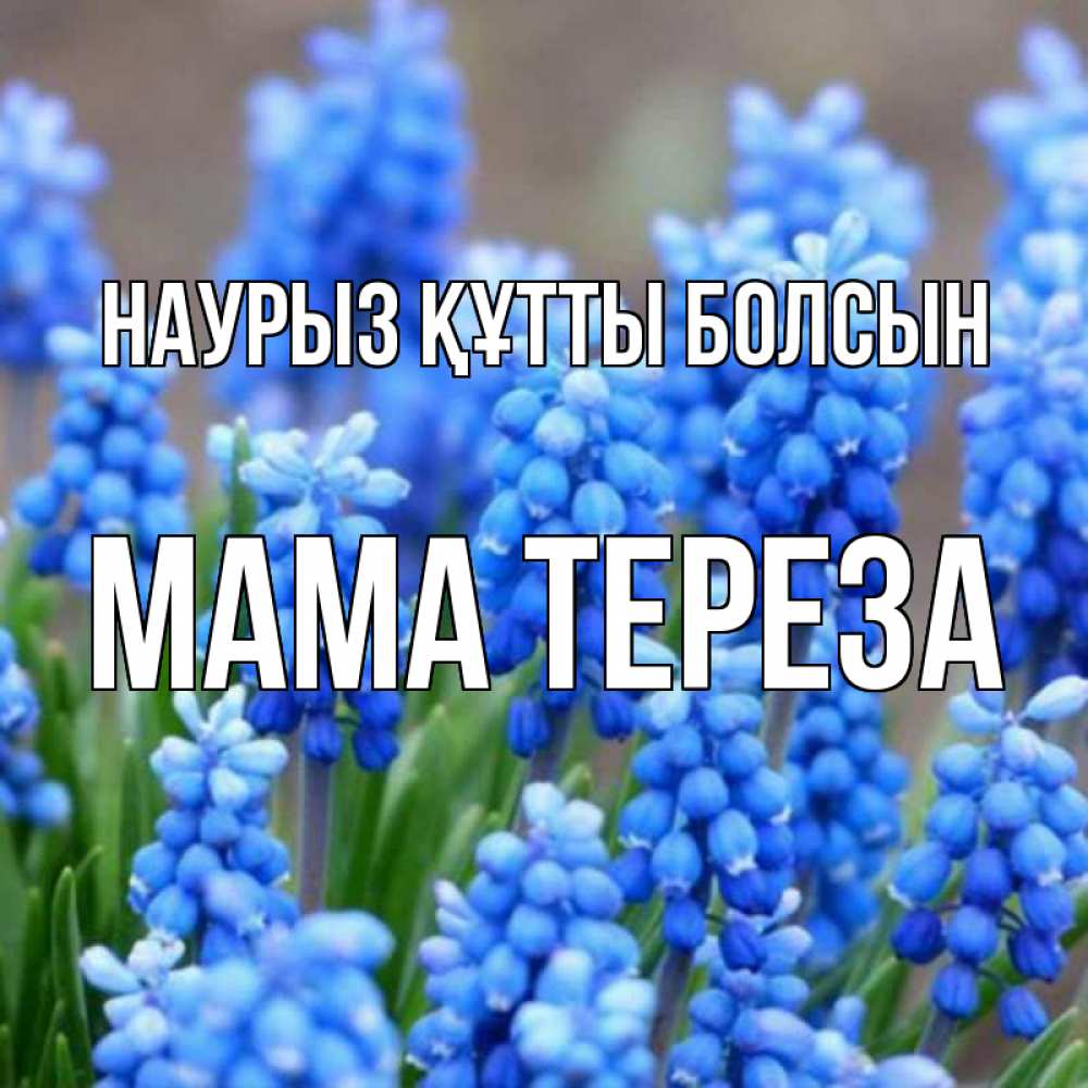 Открытка на каждый день с именем, Мама-Тереза Наурыз құтты болсын Поздравительная открытка для женщин с цветами на праздничную дату Прикольная открытка с пожеланием онлайн скачать бесплатно 