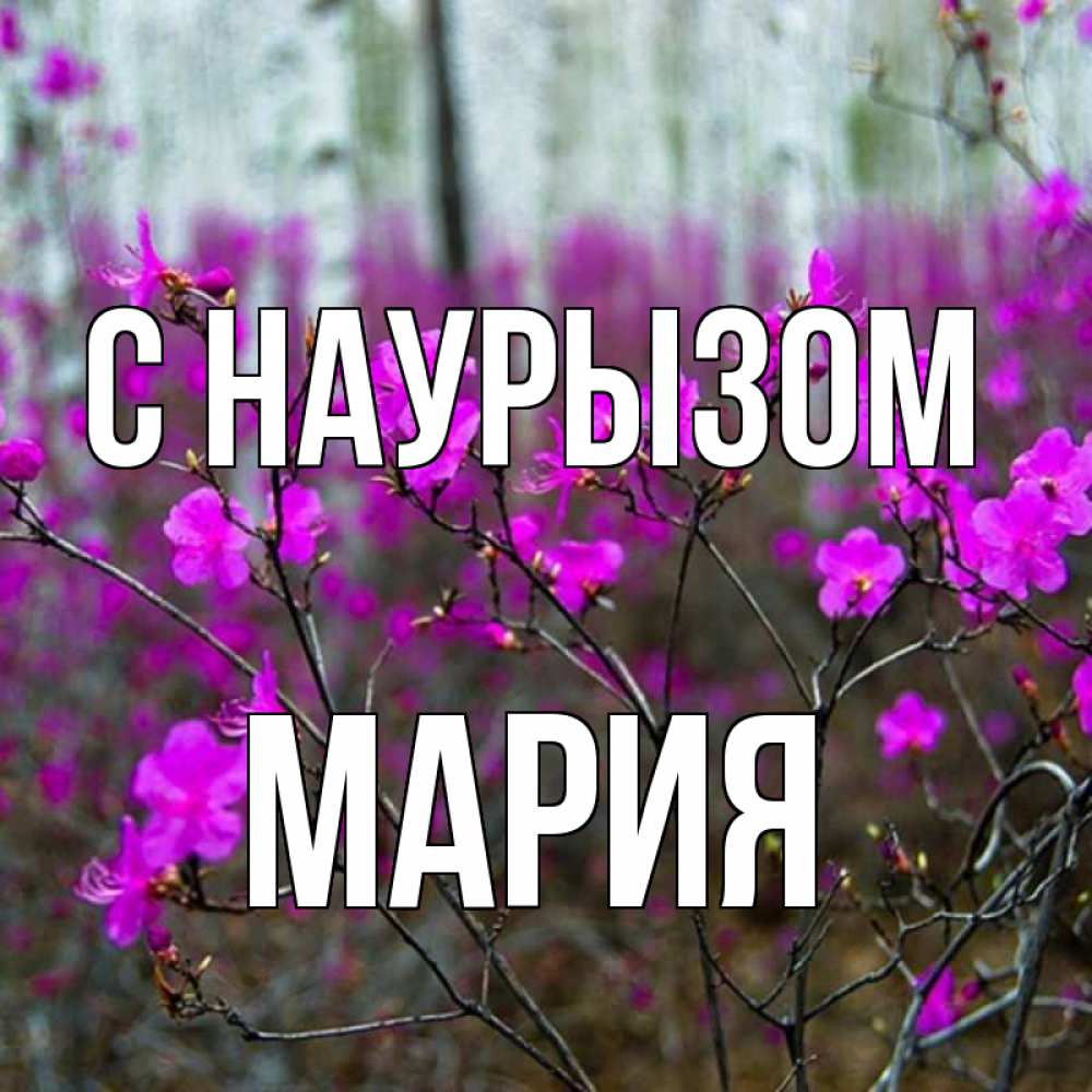 Открытка на каждый день с именем, Мария С наурызом дикие цветы Прикольная открытка с пожеланием онлайн скачать бесплатно 