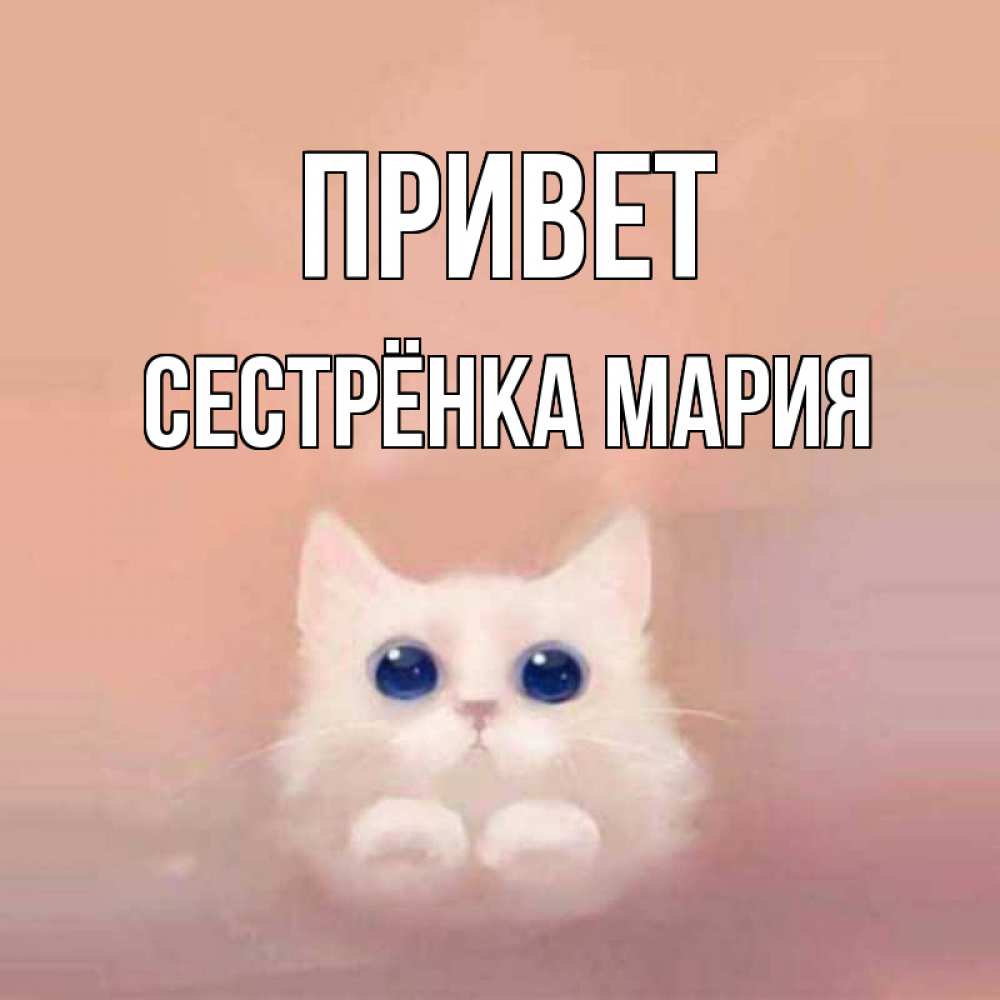 Открытка на каждый день с именем, Сестрёнка-Мария Привет котик белый в полете Прикольная открытка с пожеланием онлайн скачать бесплатно 