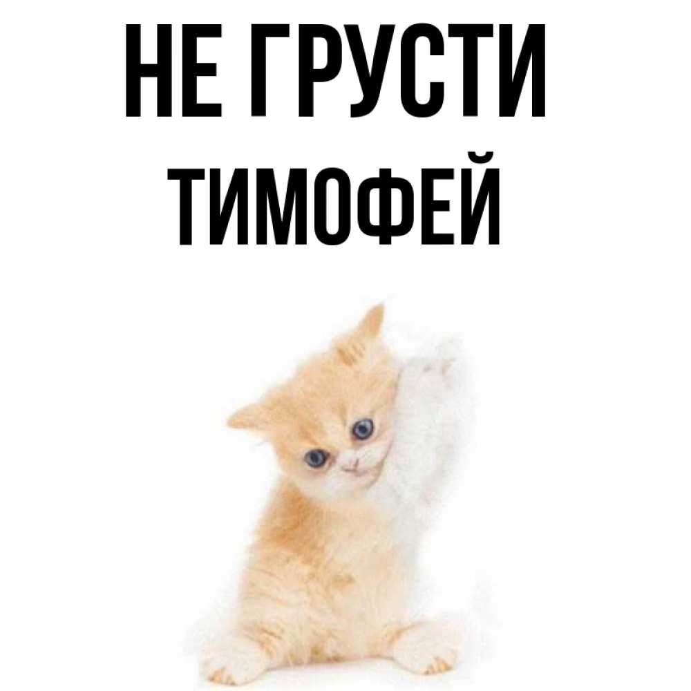 Открытка на каждый день с именем, Тимофей Не грусти просящий кот Прикольная открытка с пожеланием онлайн скачать бесплатно 