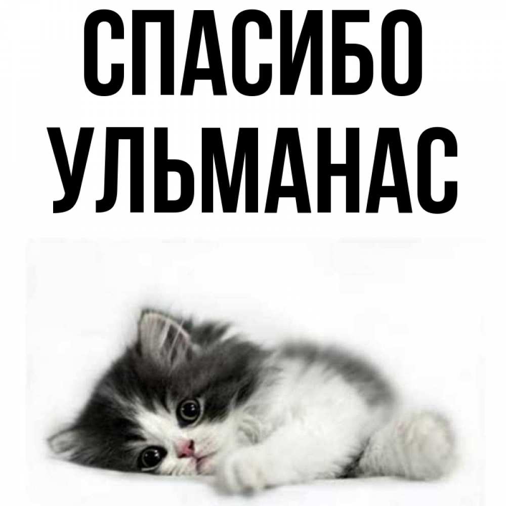 Открытка на каждый день с именем, Ульманас Спасибо черный и белый кот Прикольная открытка с пожеланием онлайн скачать бесплатно 