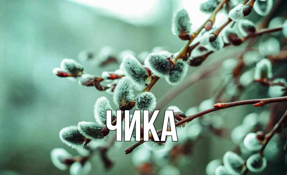 Открытка на каждый день с именем, Чика Главная верба Прикольная открытка с пожеланием онлайн скачать бесплатно 