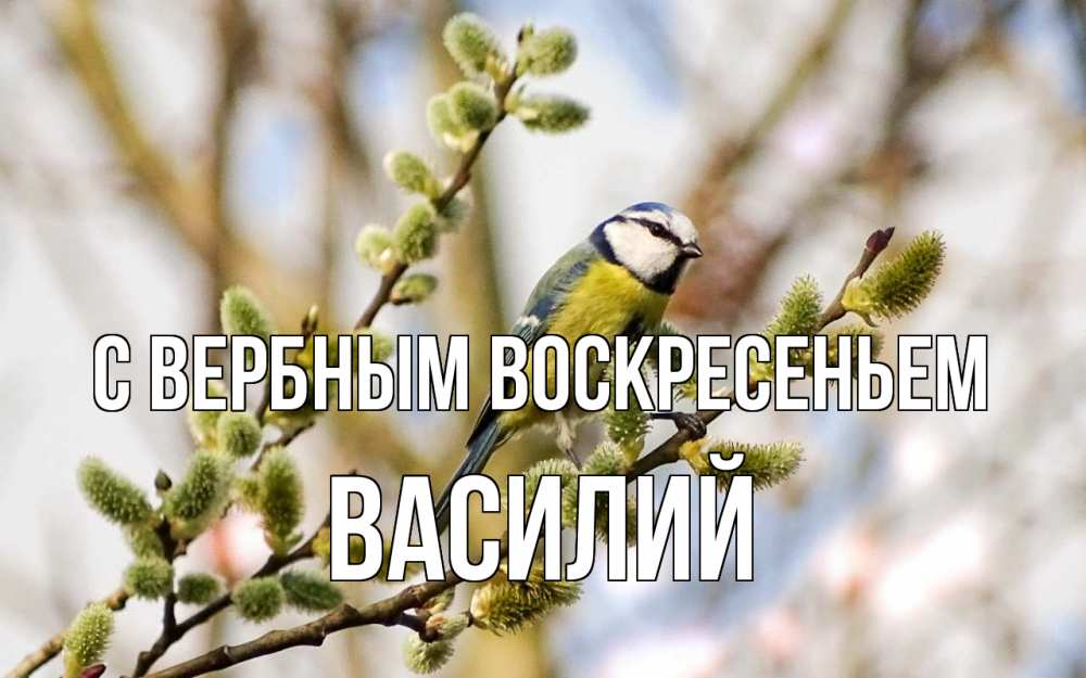 Открытка на каждый день с именем, Василий С вербным воскресеньем верба Прикольная открытка с пожеланием онлайн скачать бесплатно 