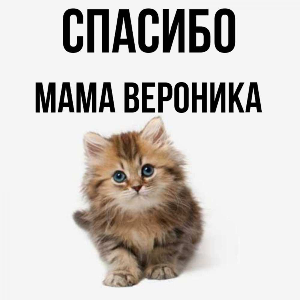 Открытка на каждый день с именем, Мама-Вероника Спасибо пушистый котик Прикольная открытка с пожеланием онлайн скачать бесплатно 