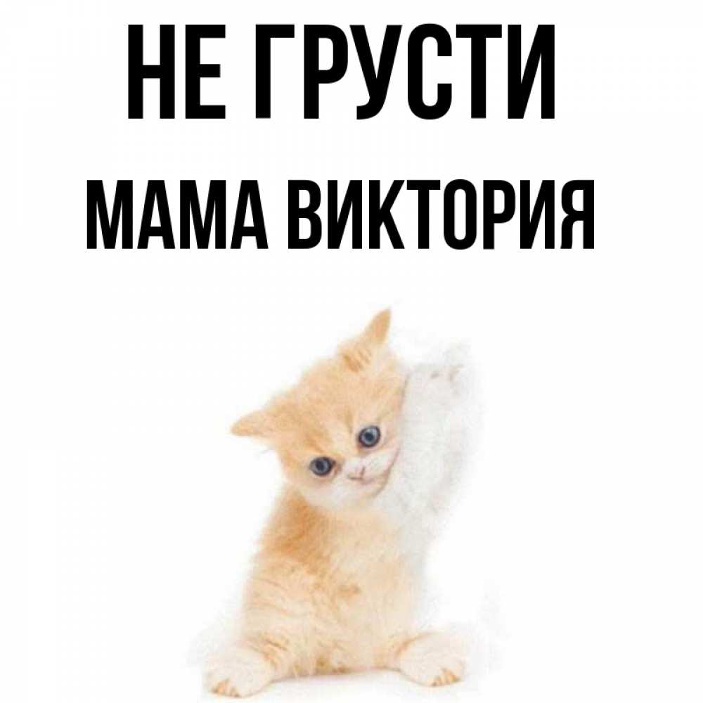 Открытка на каждый день с именем, Мама-Виктория Не грусти просящий кот Прикольная открытка с пожеланием онлайн скачать бесплатно 