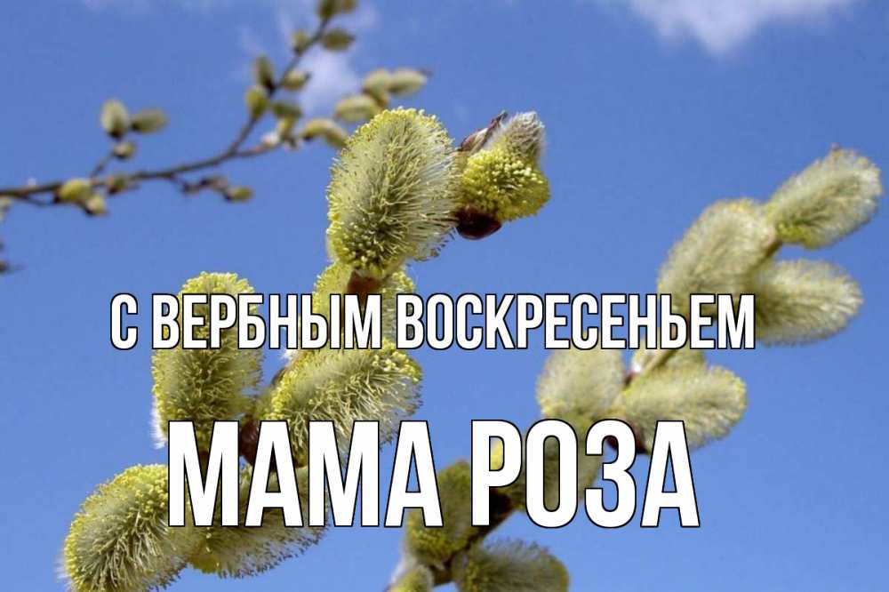 Открытка на каждый день с именем, Мама-Роза С вербным воскресеньем верба Прикольная открытка с пожеланием онлайн скачать бесплатно 