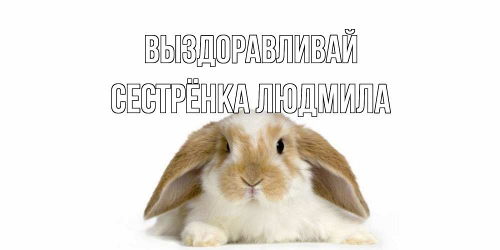 Открытка на каждый день с именем, Сестрёнка-Людмила Выздоравливай вислоухий кролик белого и коричневого цвета Прикольная открытка с пожеланием онлайн скачать бесплатно 