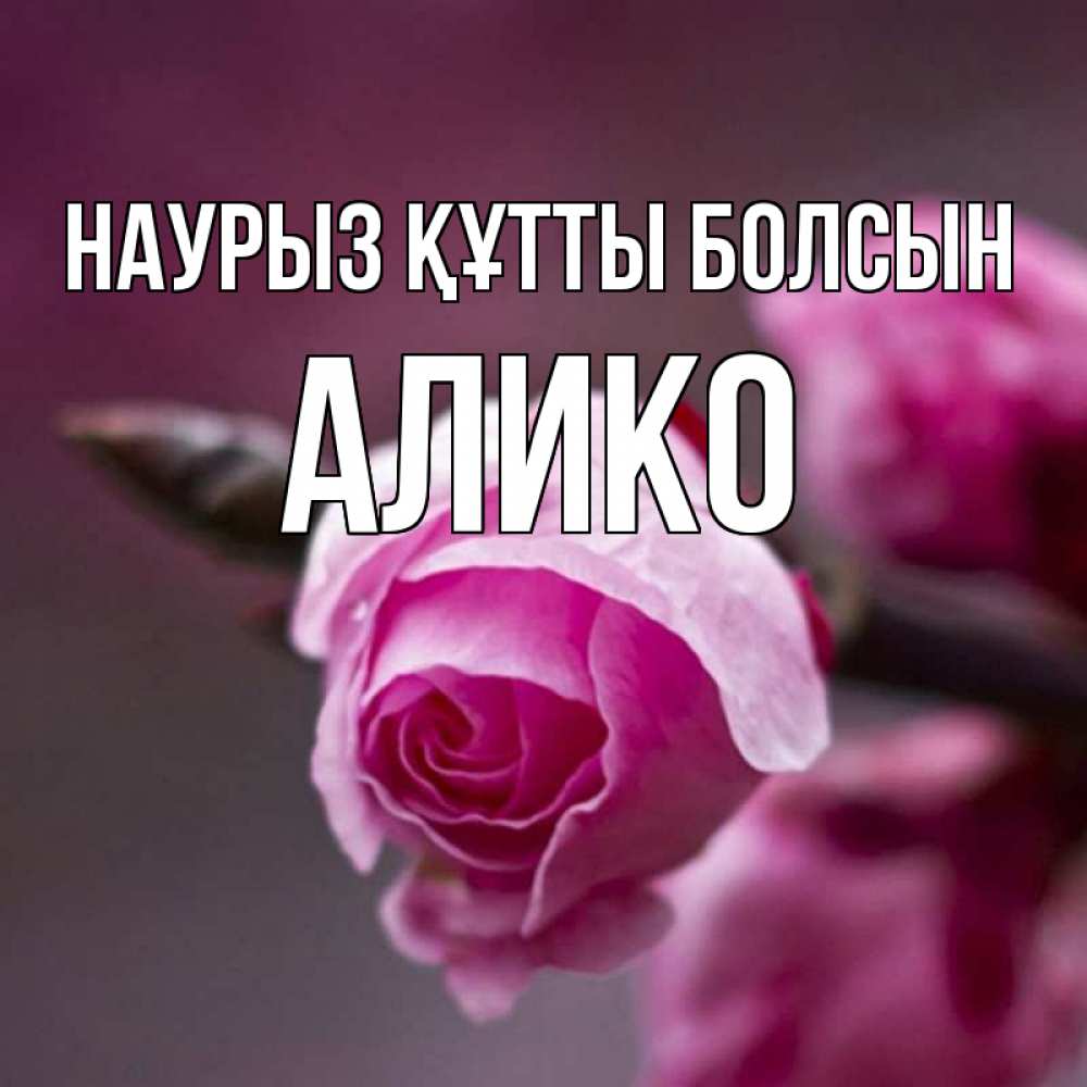Открытка на каждый день с именем, Алико Наурыз құтты болсын весна Прикольная открытка с пожеланием онлайн скачать бесплатно 