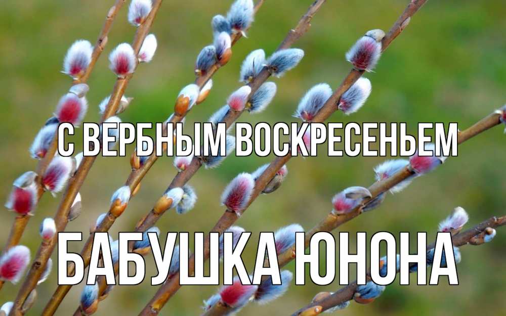 Открытка на каждый день с именем, Бабушка-Юнона С вербным воскресеньем верба Прикольная открытка с пожеланием онлайн скачать бесплатно 