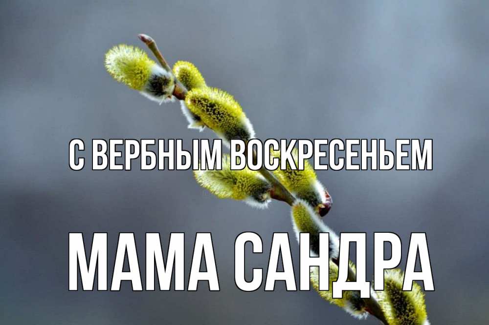 Открытка на каждый день с именем, Мама-Сандра С вербным воскресеньем верба Прикольная открытка с пожеланием онлайн скачать бесплатно 