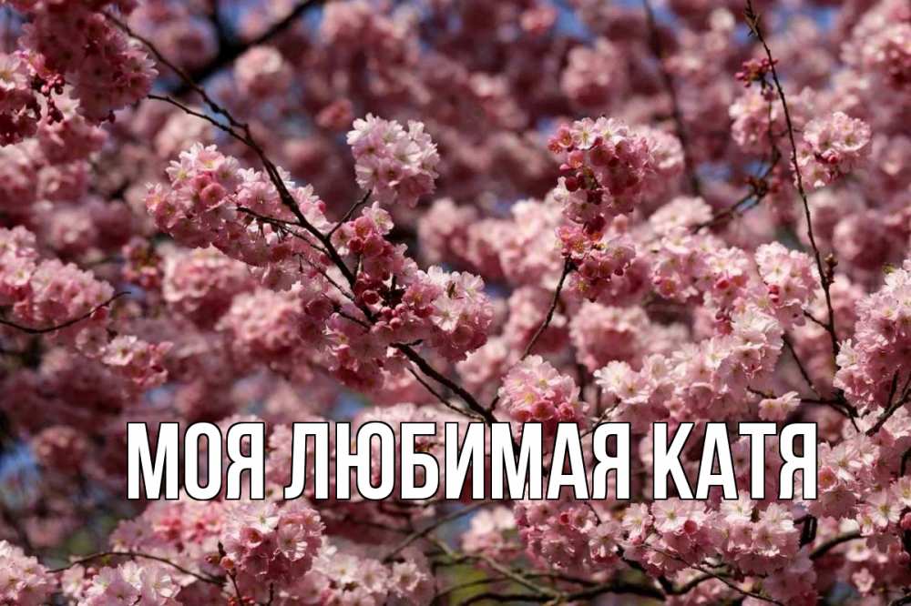 Открытка на каждый день с именем, Моя-любимая-Катя Главная С 1 мая Прикольная открытка с пожеланием онлайн скачать бесплатно 
