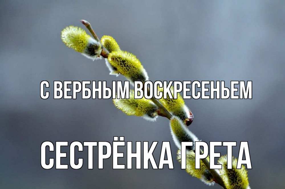 Открытка на каждый день с именем, Сестрёнка-Грета С вербным воскресеньем верба Прикольная открытка с пожеланием онлайн скачать бесплатно 
