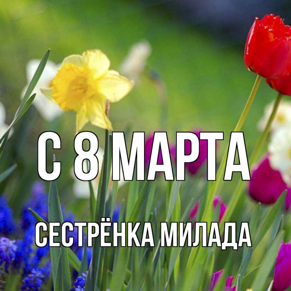 Открытка на каждый день с именем, Сестрёнка-Милада С 8 МАРТА международный женский день 3 Прикольная открытка с пожеланием онлайн скачать бесплатно 