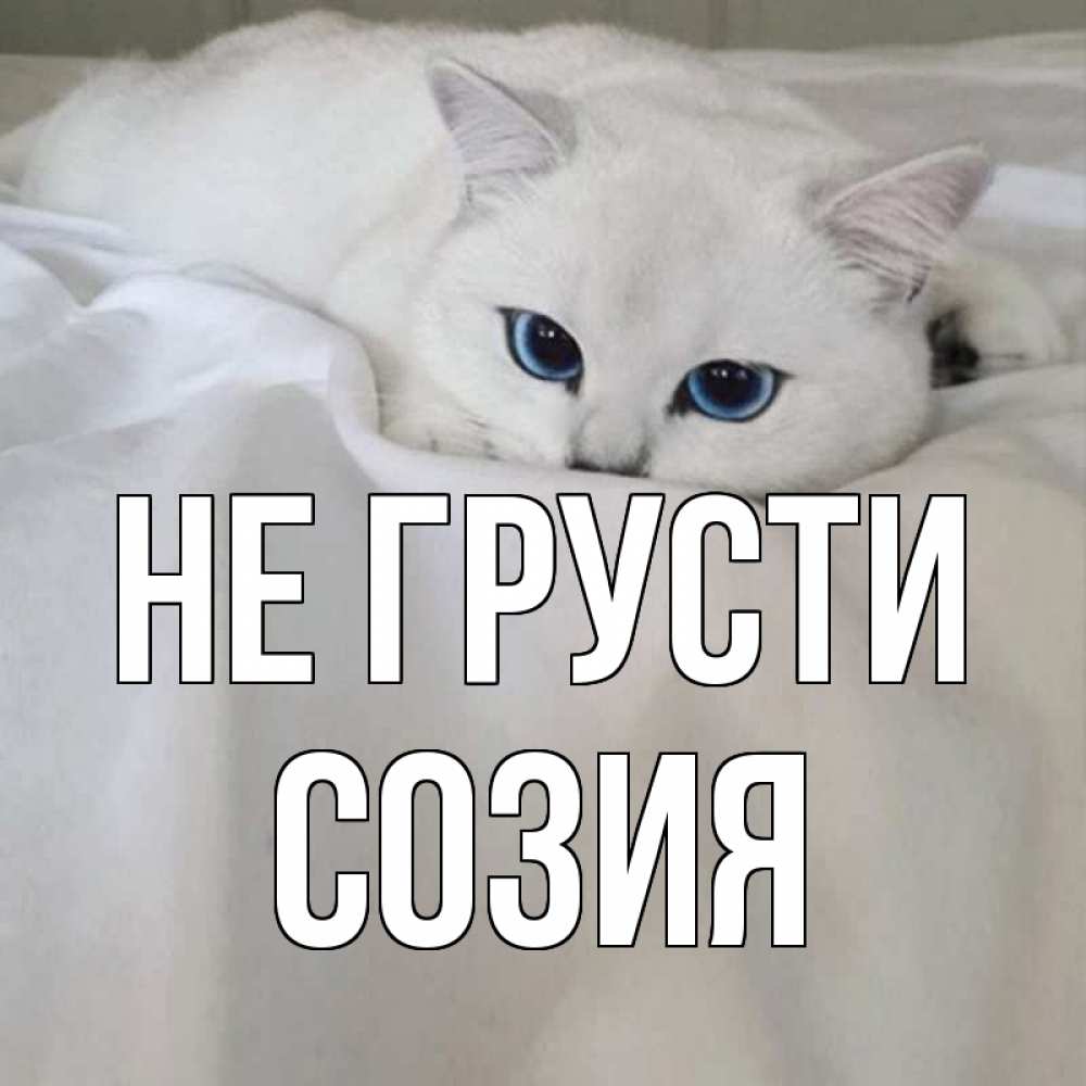 Открытка на каждый день с именем, Созия Не грусти белый кот с голубыми глазами на белоснежной кровати Прикольная открытка с пожеланием онлайн скачать бесплатно 