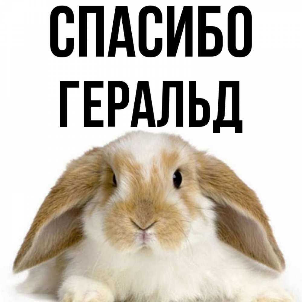 Открытка на каждый день с именем, Геральд Спасибо коричнево белый заяц Прикольная открытка с пожеланием онлайн скачать бесплатно 