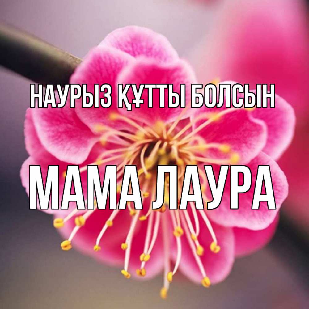 Открытка на каждый день с именем, Мама-Лаура Наурыз құтты болсын цветы Прикольная открытка с пожеланием онлайн скачать бесплатно 