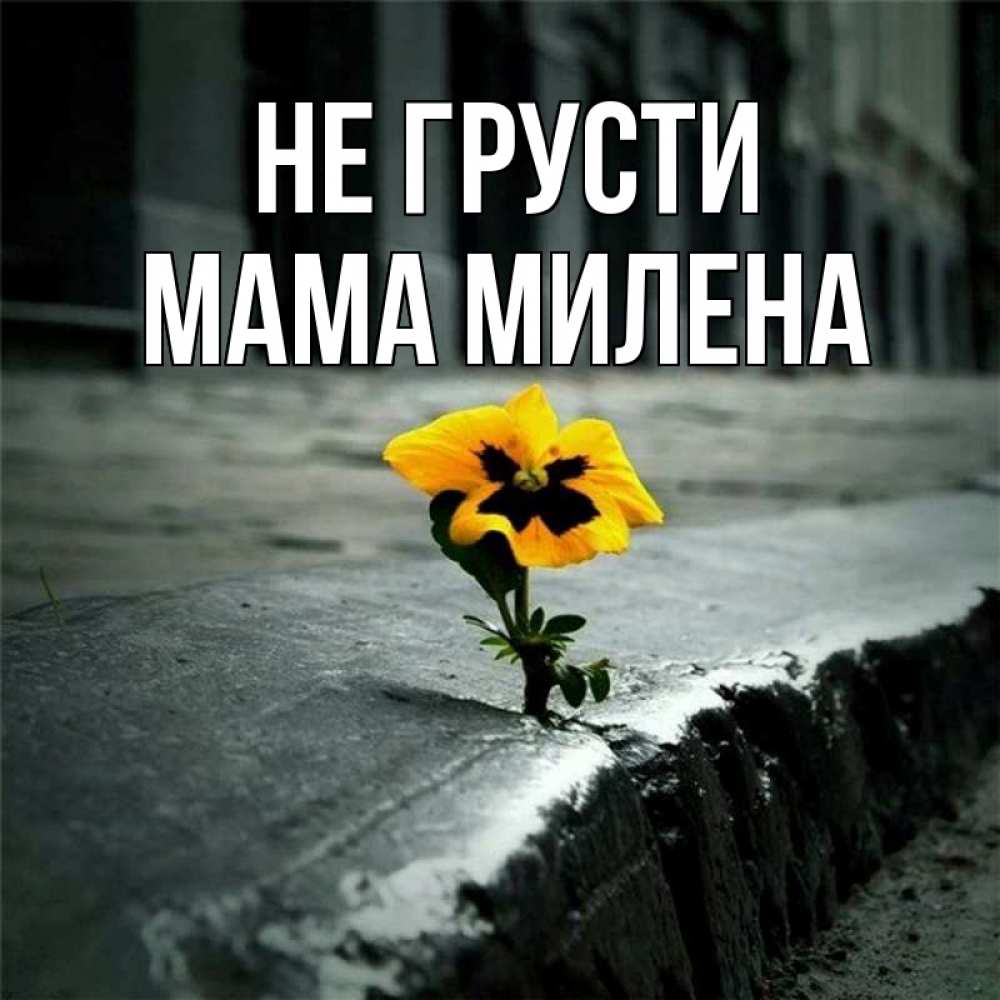 Открытка на каждый день с именем, Мама-Милена Не грусти не сдавайся Прикольная открытка с пожеланием онлайн скачать бесплатно 