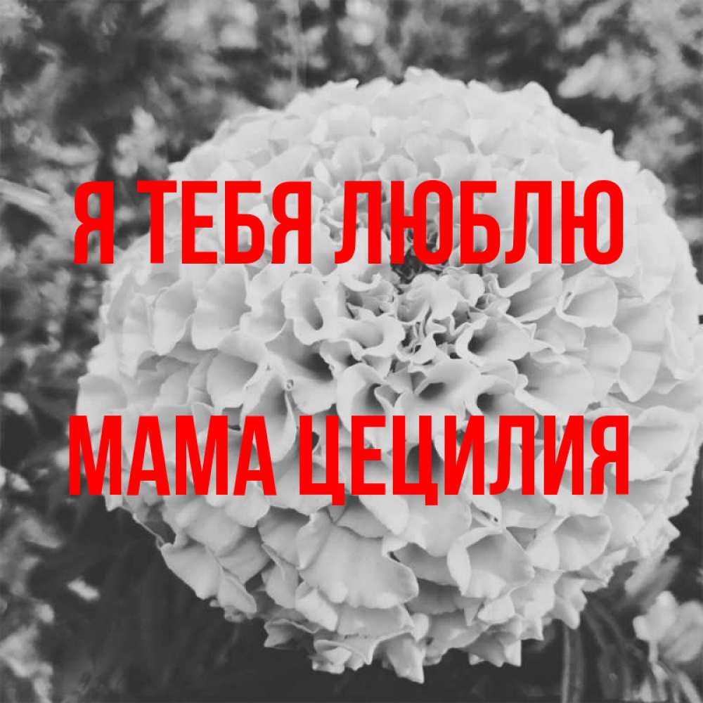 Открытка на каждый день с именем, Мама-Цецилия Я тебя люблю подпись Прикольная открытка с пожеланием онлайн скачать бесплатно 