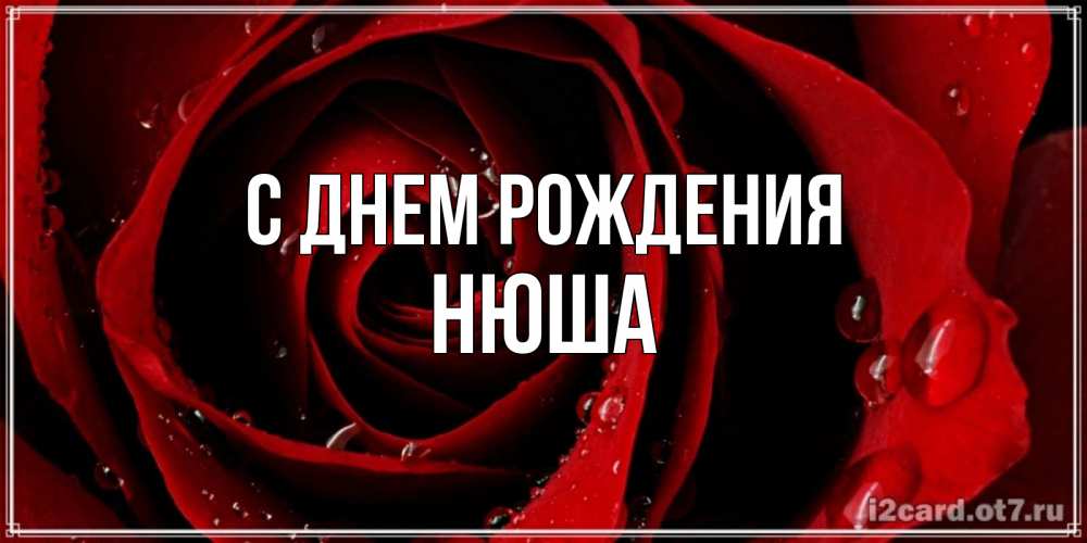 Открытка на каждый день с именем, Нюша С днем рождения крупная бордовая роза Прикольная открытка с пожеланием онлайн скачать бесплатно 