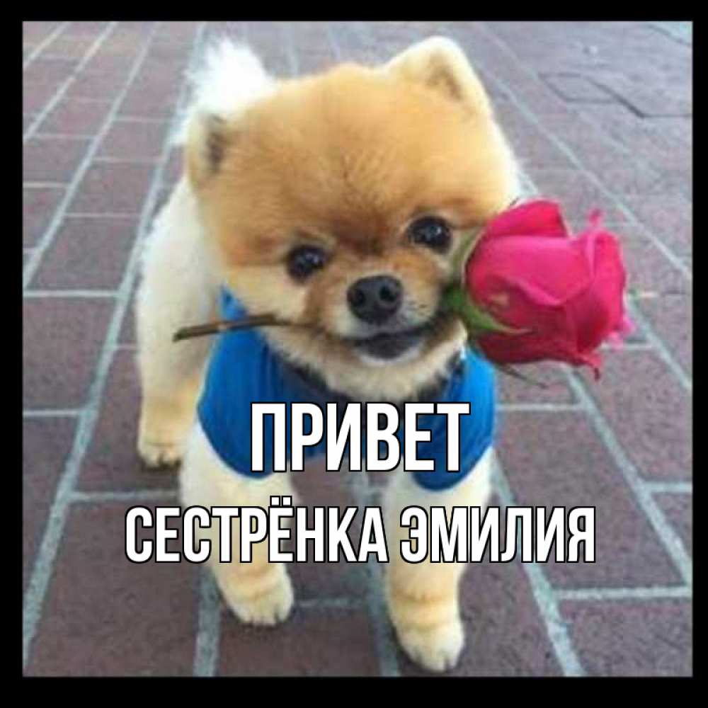 Открытка на каждый день с именем, Сестрёнка-Эмилия Привет роза в зубах у собаки Прикольная открытка с пожеланием онлайн скачать бесплатно 