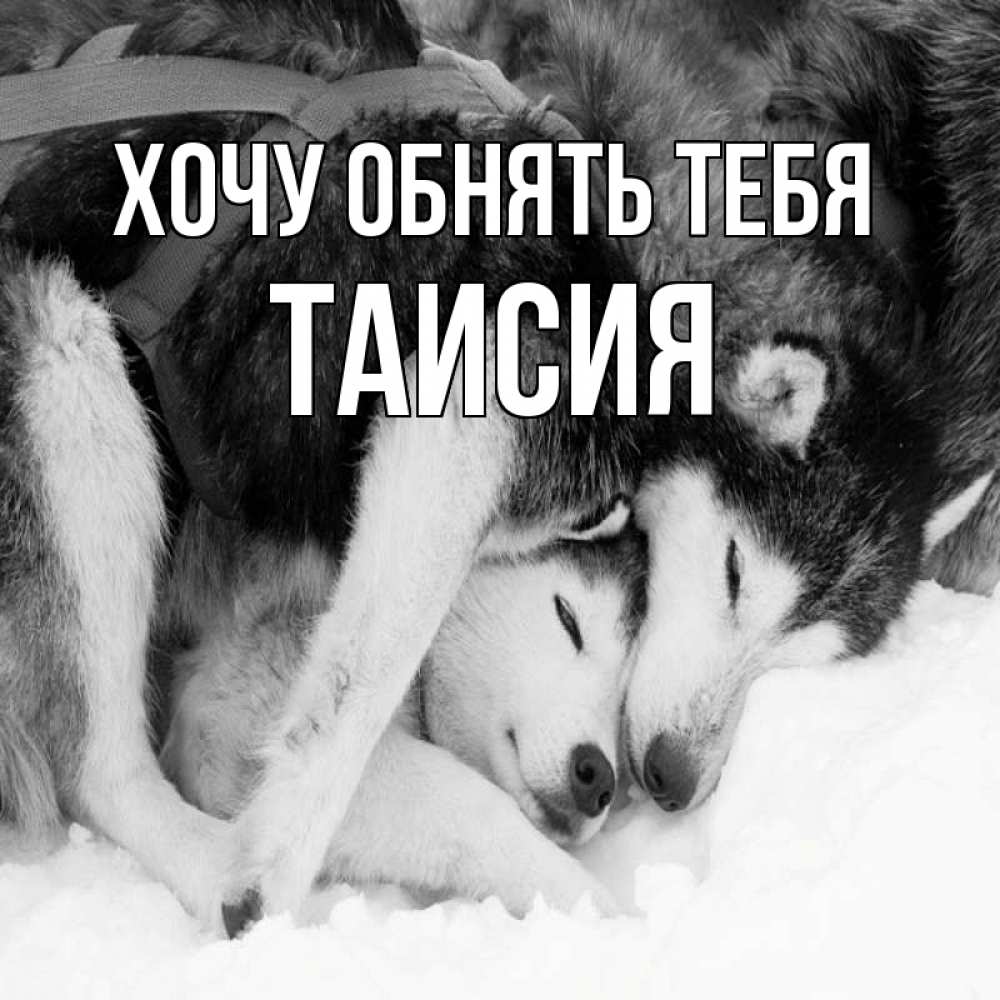 Открытка на каждый день с именем, Таисия Хочу обнять тебя собачки в упряжке Прикольная открытка с пожеланием онлайн скачать бесплатно 