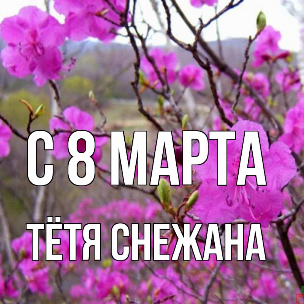 Открытка на каждый день с именем, Тётя-Снежана С 8 марта международный женский день Прикольная открытка с пожеланием онлайн скачать бесплатно 