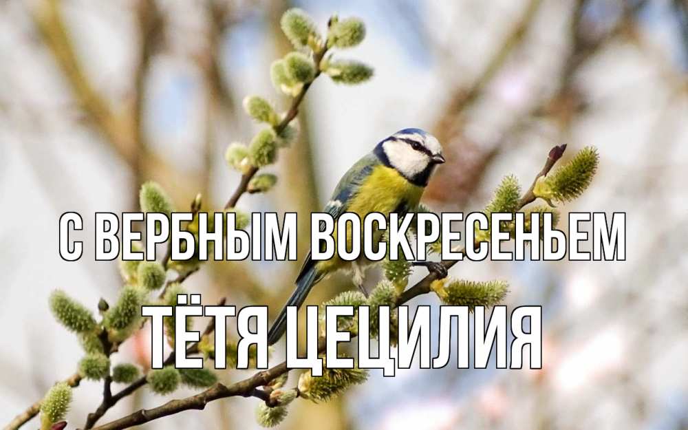 Открытка на каждый день с именем, Тётя-Цецилия С вербным воскресеньем верба Прикольная открытка с пожеланием онлайн скачать бесплатно 