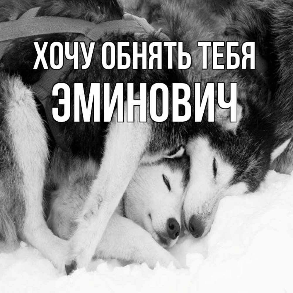 Открытка на каждый день с именем, Эминович Хочу обнять тебя собачки в упряжке Прикольная открытка с пожеланием онлайн скачать бесплатно 