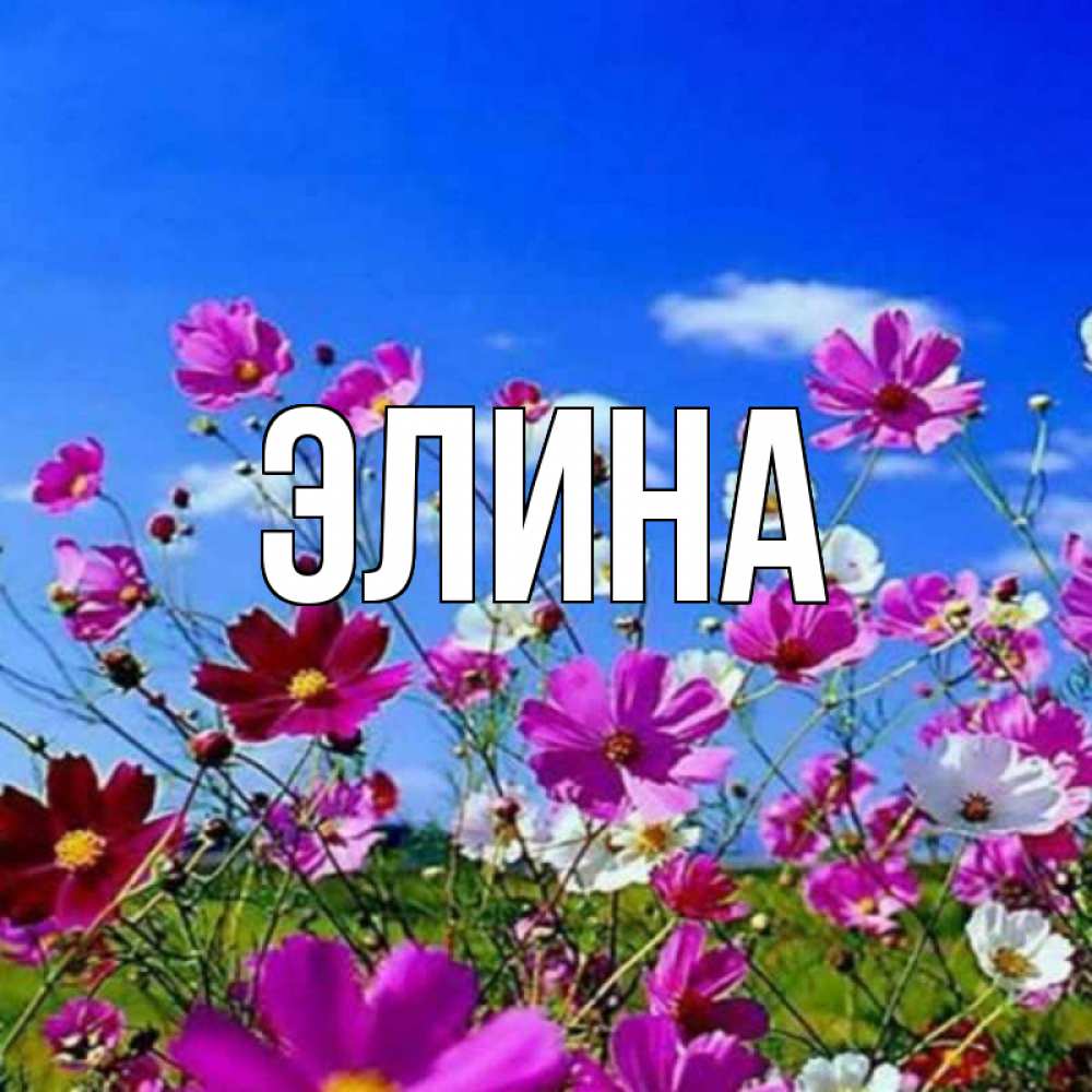 Открытка на каждый день с именем, Элина Главная цветы Прикольная открытка с пожеланием онлайн скачать бесплатно 