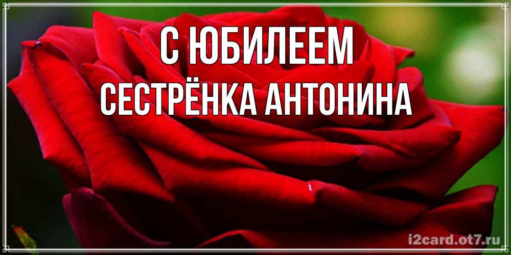 Открытка на каждый день с именем, Сестрёнка-Антонина С юбилеем розочка очень красивая Прикольная открытка с пожеланием онлайн скачать бесплатно 