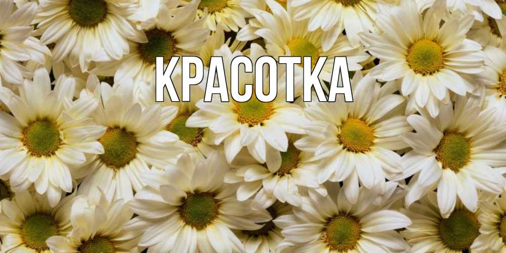 Открытка на каждый день с именем, красотка Главная крупные ромашки Прикольная открытка с пожеланием онлайн скачать бесплатно 