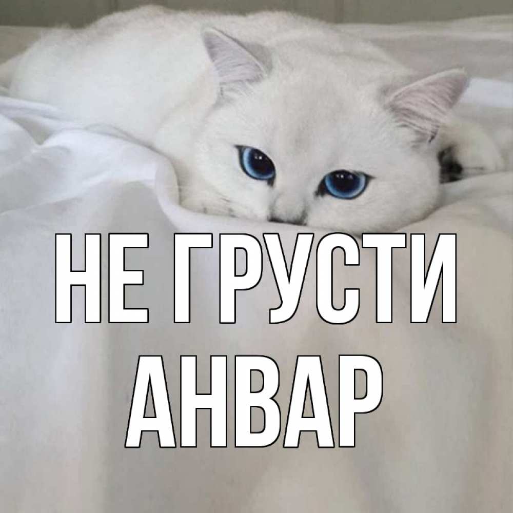 Открытка на каждый день с именем, Анвар Не грусти белый кот с голубыми глазами на белоснежной кровати Прикольная открытка с пожеланием онлайн скачать бесплатно 