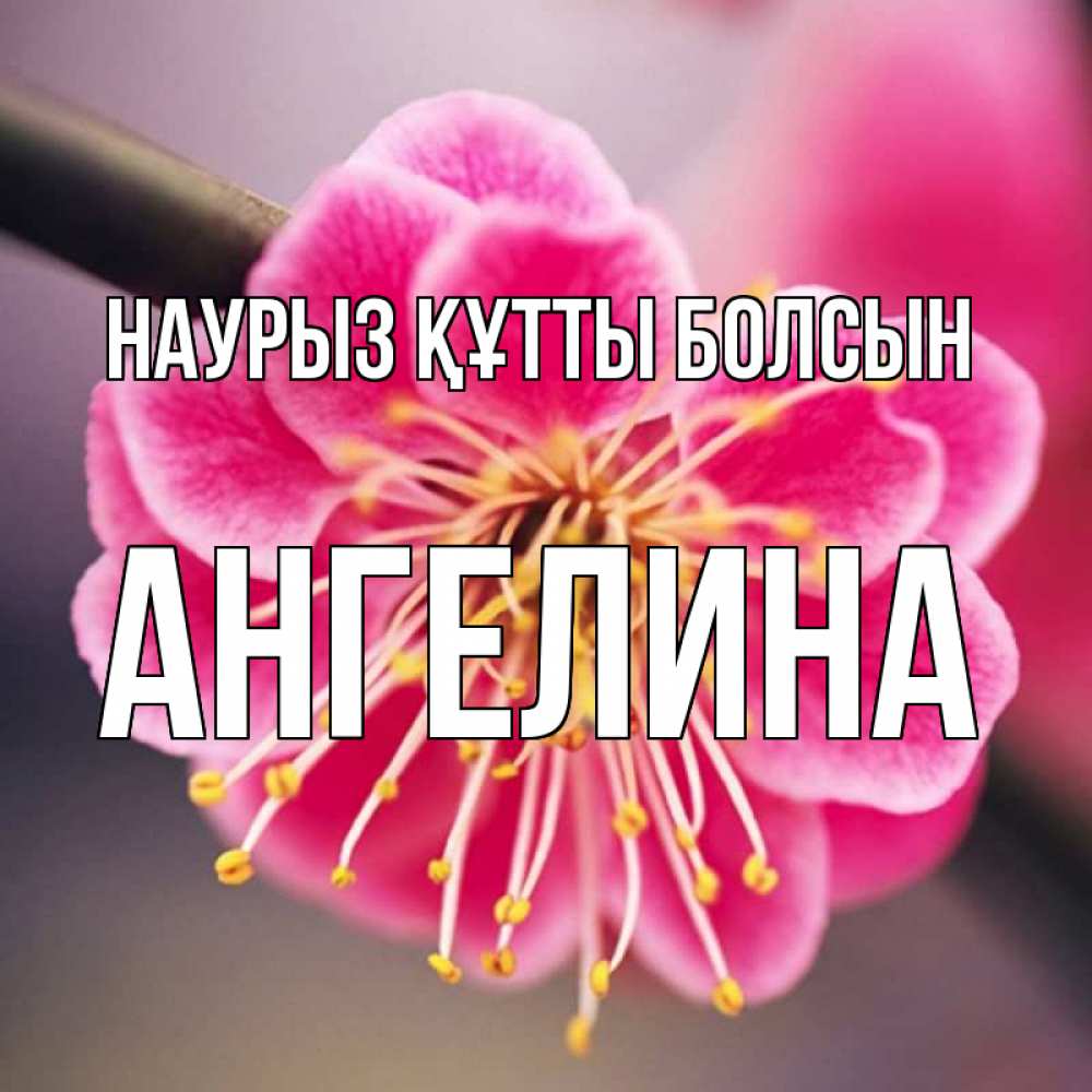 Открытка на каждый день с именем, Ангелина Наурыз құтты болсын цветы Прикольная открытка с пожеланием онлайн скачать бесплатно 