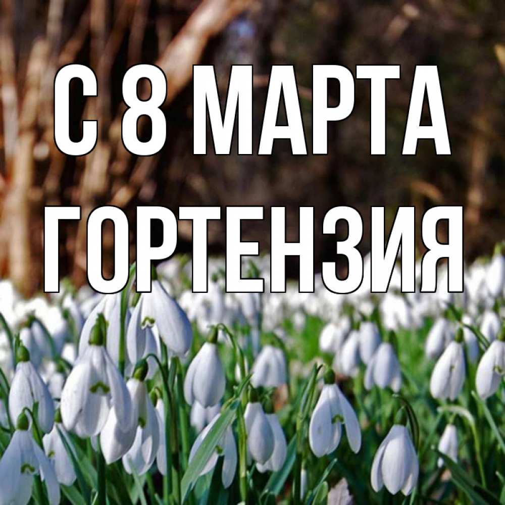 Открытка на каждый день с именем, Гортензия С 8 МАРТА с подснежниками 1 Прикольная открытка с пожеланием онлайн скачать бесплатно 