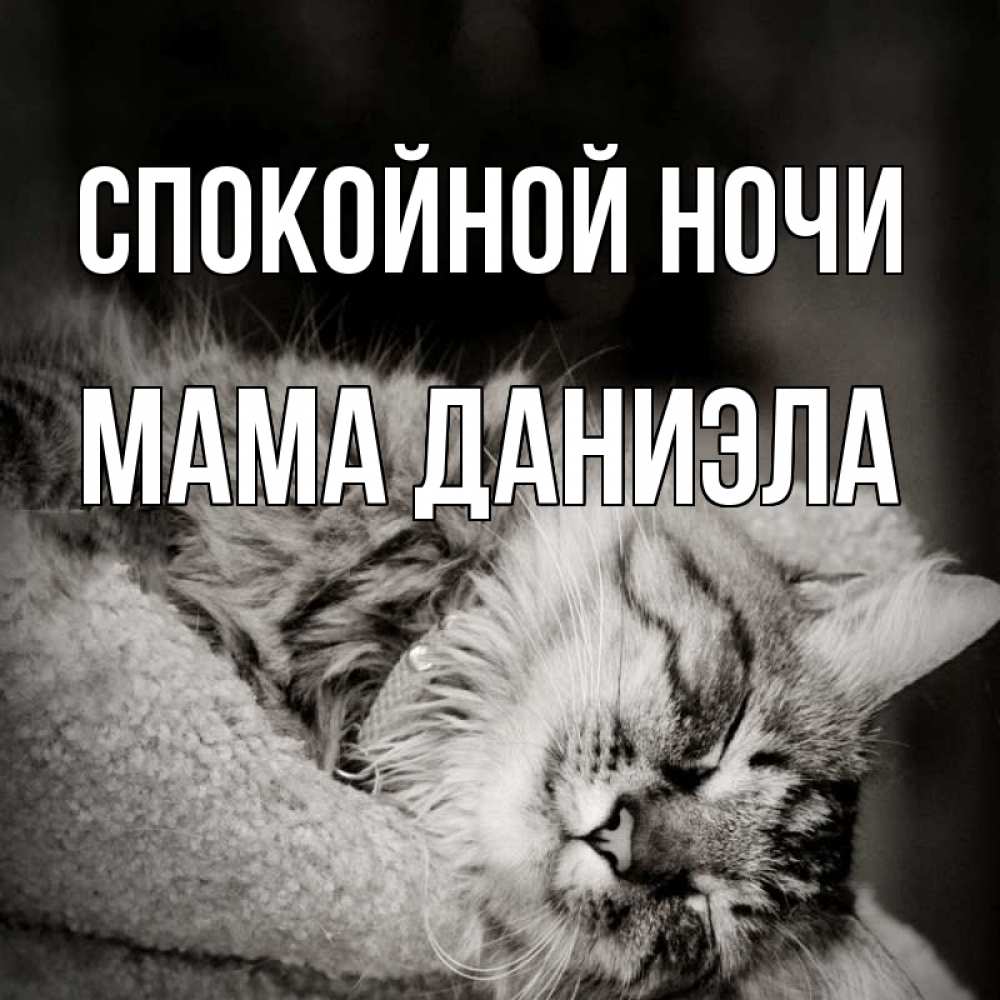 Открытка на каждый день с именем, Мама-Даниэла Спокойной ночи котярик пушистый Прикольная открытка с пожеланием онлайн скачать бесплатно 
