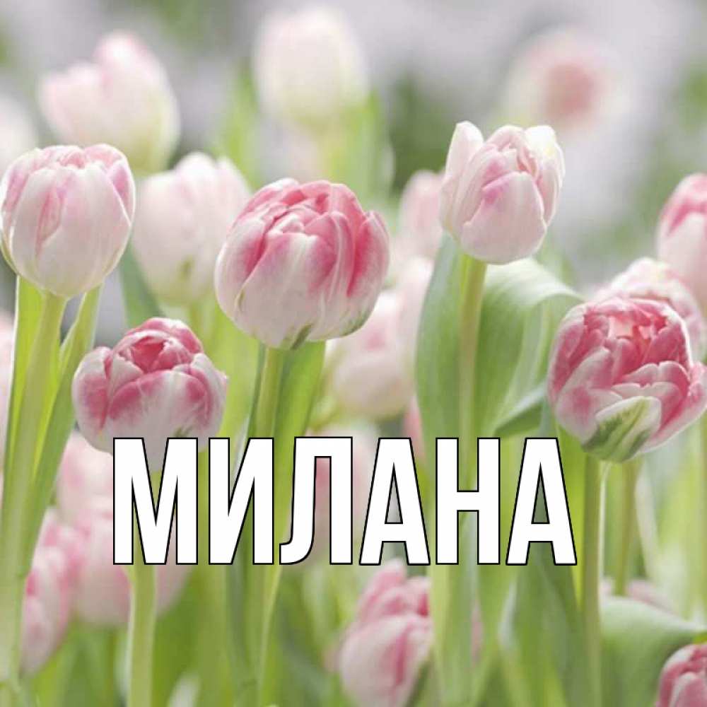 Открытка на каждый день с именем, Милана Главная цветы Прикольная открытка с пожеланием онлайн скачать бесплатно 