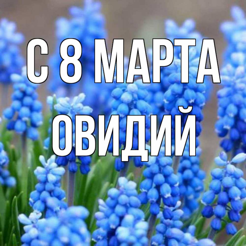 Открытка на каждый день с именем, Овидий С 8 МАРТА Поздравительная открытка для женщин с цветами на праздничную дату Прикольная открытка с пожеланием онлайн скачать бесплатно 