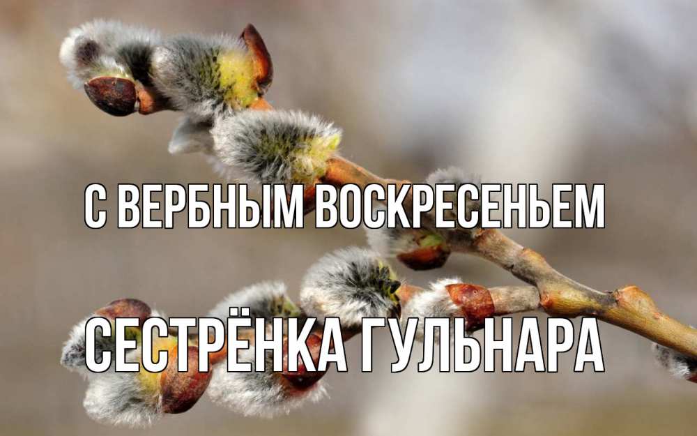 Открытка на каждый день с именем, Сестрёнка-Гульнара С вербным воскресеньем Верба Прикольная открытка с пожеланием онлайн скачать бесплатно 