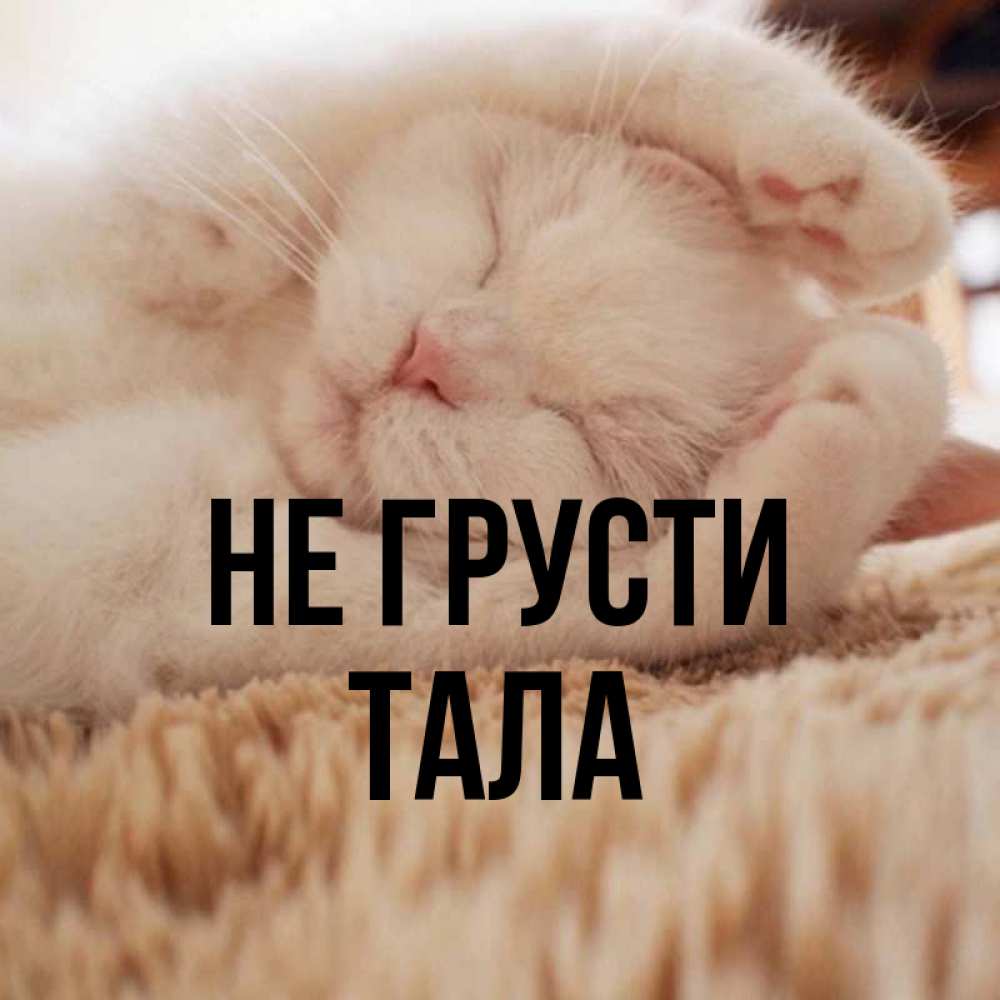 Открытка на каждый день с именем, Тала Не грусти Котенок спит Прикольная открытка с пожеланием онлайн скачать бесплатно 