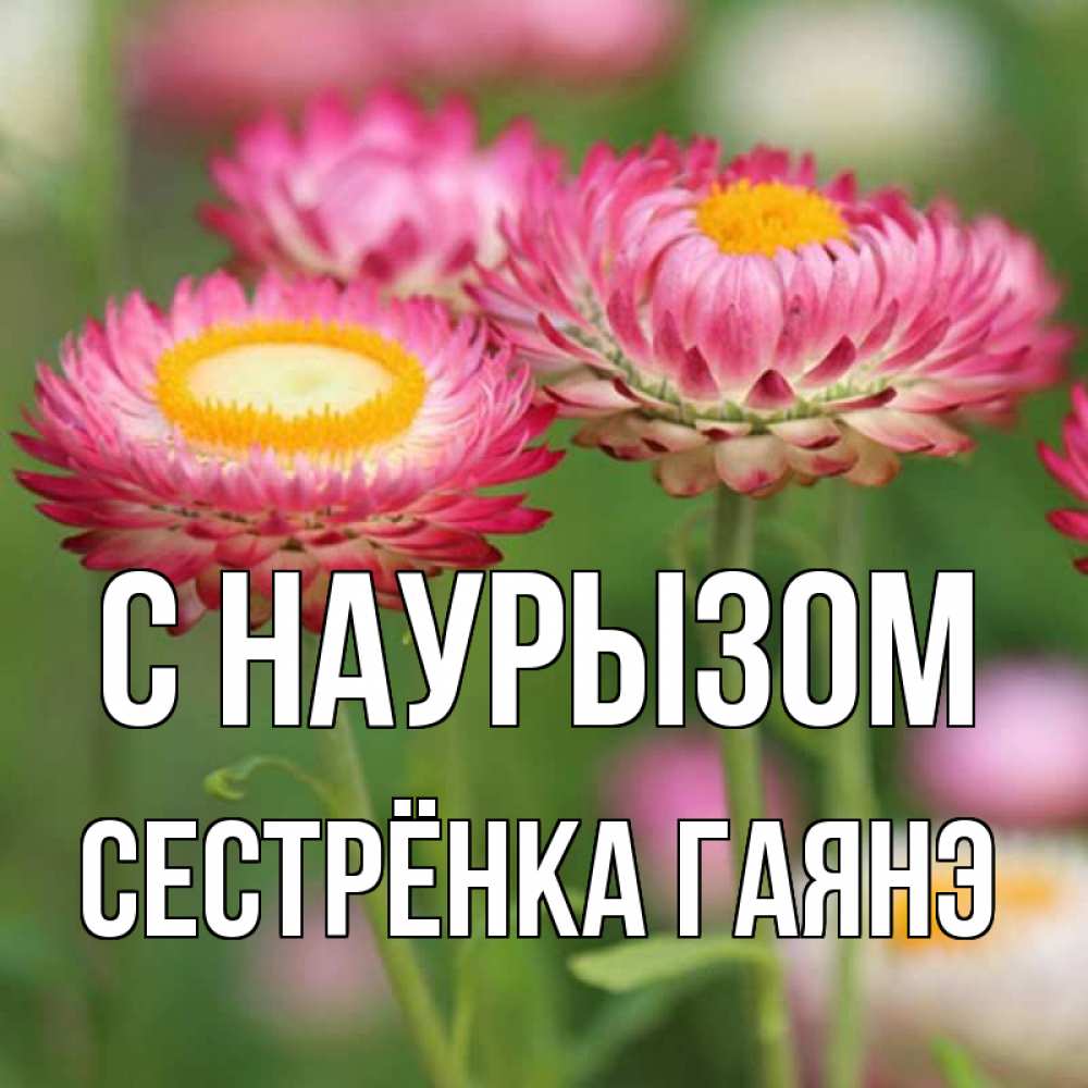 Открытка на каждый день с именем, Сестрёнка-Гаянэ С наурызом подарок на международный женский день Прикольная открытка с пожеланием онлайн скачать бесплатно 