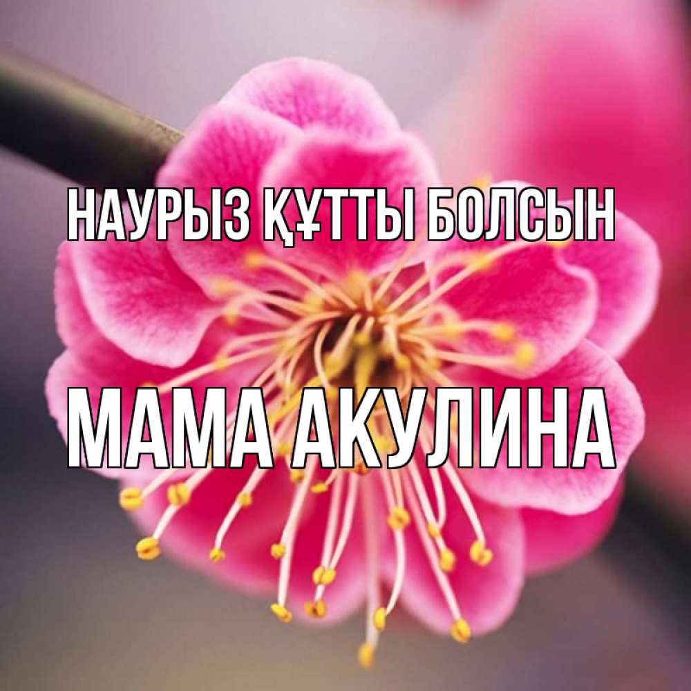 Открытка на каждый день с именем, Мама-Акулина Наурыз құтты болсын цветы Прикольная открытка с пожеланием онлайн скачать бесплатно 