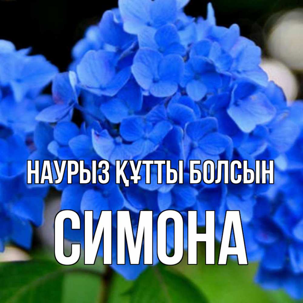 Открытка на каждый день с именем, Симона Наурыз құтты болсын синие цветы Прикольная открытка с пожеланием онлайн скачать бесплатно 