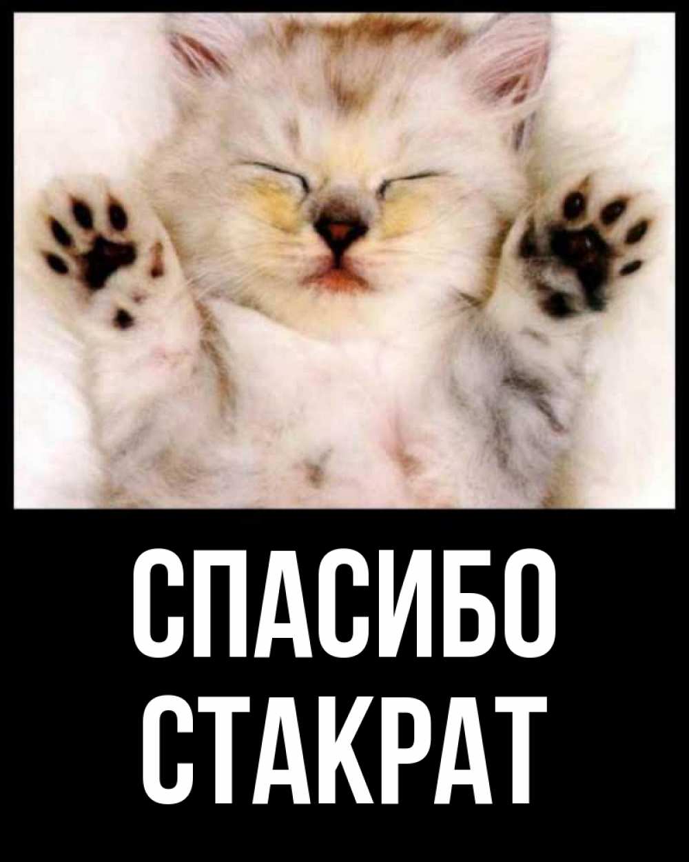 Открытка на каждый день с именем, Стакрат Спасибо маленький котенок Прикольная открытка с пожеланием онлайн скачать бесплатно 